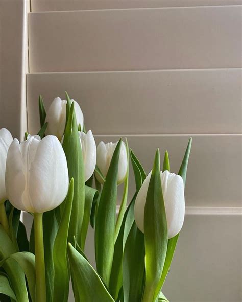 white tulip aesthetic vibe home decor soft green trend spring bloom indoor flower | Tulips ...