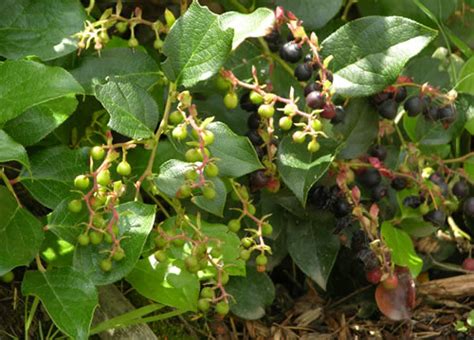 Salal berries (Gaultheria shallon) – Shane's Great Adventure