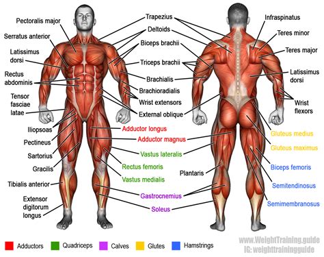 Learn muscle names and how to memorize them | Weight Training Guide | Human muscle anatomy, Body ...