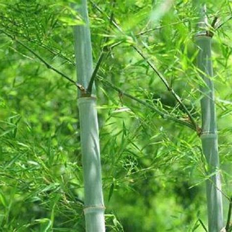 60 Giant Green Moso Bamboo Seeds Edible Bamboo shoots Garden Plant | eBay