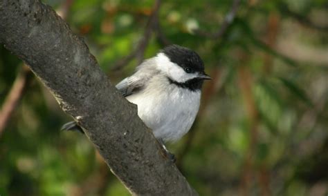 Acadia Birding Festival - AllTrips