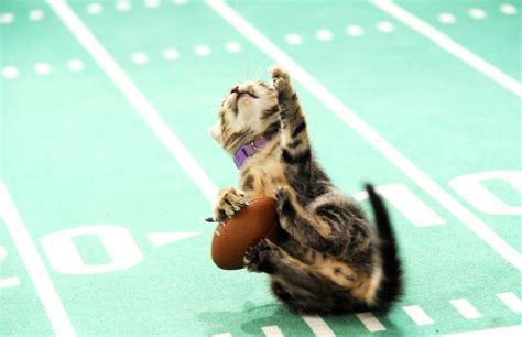 Here's how to watch the Kitten Bowl on Super Bowl SundayHelloGiggles