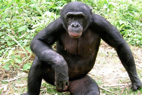 28 percent of potential bonobo habitat remains suitable