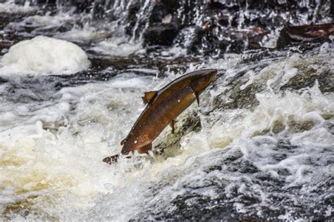 Good choices for Minister’s Advisory Council on Atlantic salmon, says ...