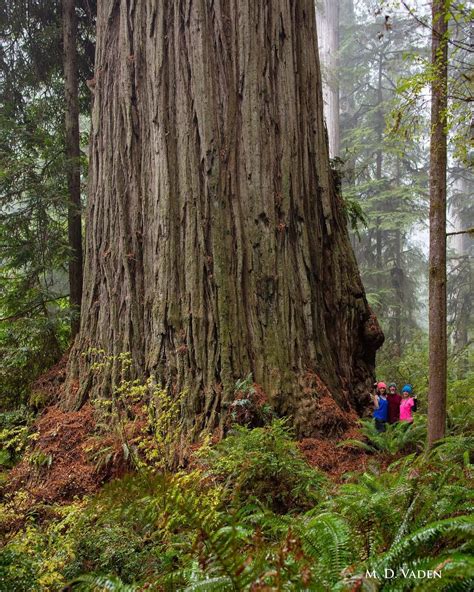 The Hyperion Tree: The Tallest Tree on Earth [+380 feet] | Medium