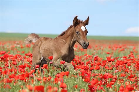 Download Red Flower Poppy Flower Summer Foal Baby Animal Animal Horse 4k Ultra HD Wallpaper