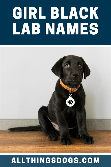 Girl Black Lab Names | Black lab names, Girl dog names, Black labs dogs