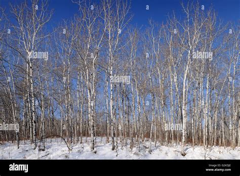 Trembling aspen in winter Prince Albert National Park Saskatchewan ...