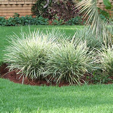 Ophiopogon jaburan Variegata/Ribbon - Ornamental Plants – Exotic Flora