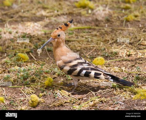 Israel’s national bird, Eurasian hoopoe (Upupa epops) with caterpillar in its beak Stock Photo ...