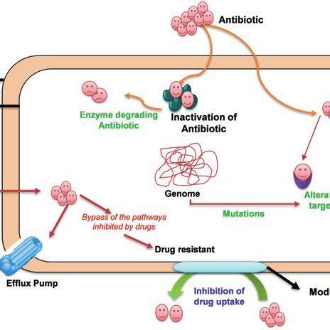 4 Mechanism of antimicrobial activity of nanoparticles | Download ...