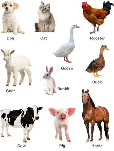 Learning various domestic animals and pets with pictures | Free Printables for Kids