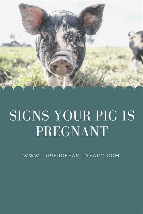 Signs Your Pig is Pregnant — J&R Pierce Family Farm: Official Blog | Pig, Pregnancy signs, Pregnant