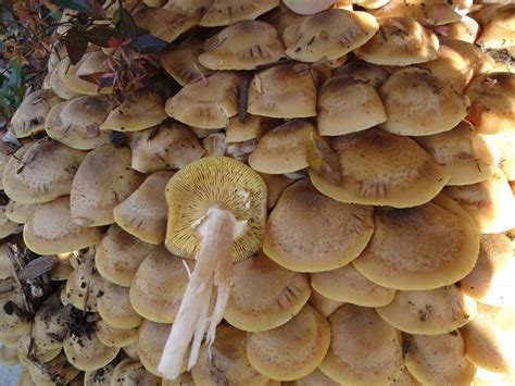 Honey Mushrooms? Bay Area California - Mushroom Hunting and ...