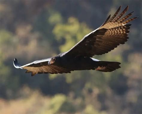 Verreaux's eagle - Facts, Diet, Habitat & Pictures on Animalia.bio