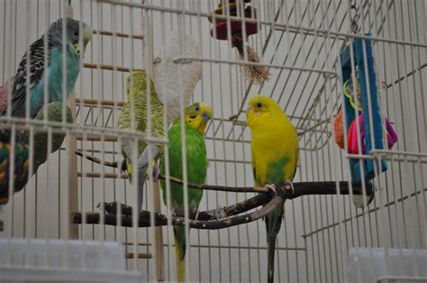 parakeets in their cage – Parakeets Blog