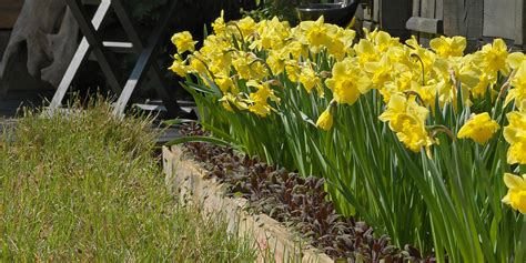 Daffodil Planting Guide: How to Plant, Grow and Care for Daffodils ...