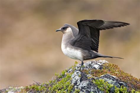 Skua Bird Diet Picture - chtoday