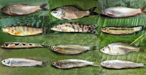 Classification of Cypriniformes – BdFISH Feature