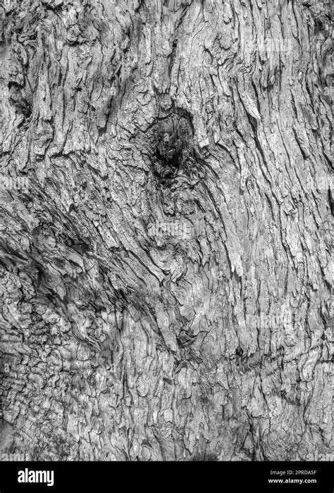 Olive tree bark Stock Photo - Alamy