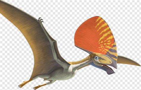 Pterodactyl - Pterosaurs Flight In The Age Of Dinosaurs Pterodaustro, Png Download - 939x598 ...