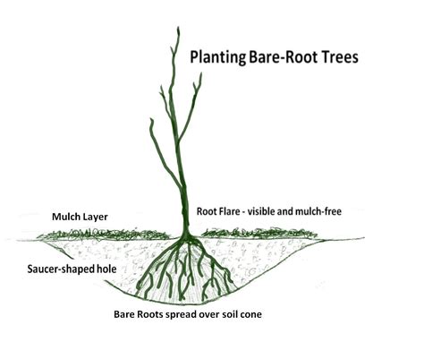 How to Plant a Bare Root Tree | Tree Top Pros