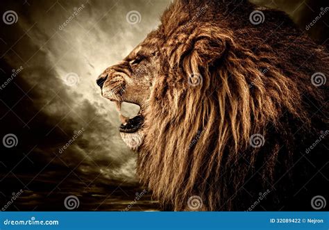 Lion Head Royalty-Free Stock Photography | CartoonDealer.com #1427807