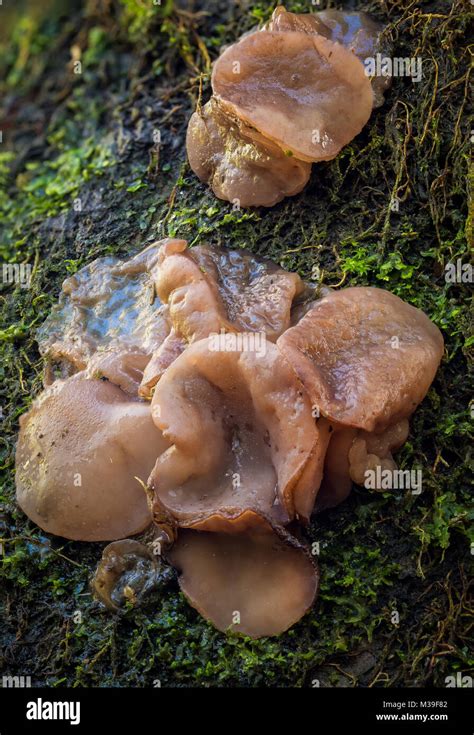 Woodland jelly fungi, UK Stock Photo - Alamy