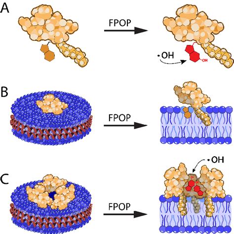 Potential mechanisms of daptomycin incorporation into nanodiscs ...