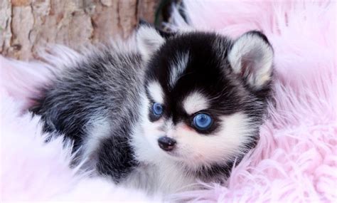 Pomsky Puppies for Sale - Teacup Pomskies | Foufou Puppies