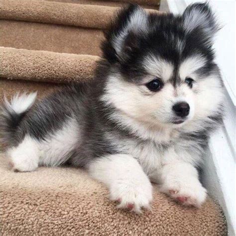 Full Grown Husky Pomeranian Mix