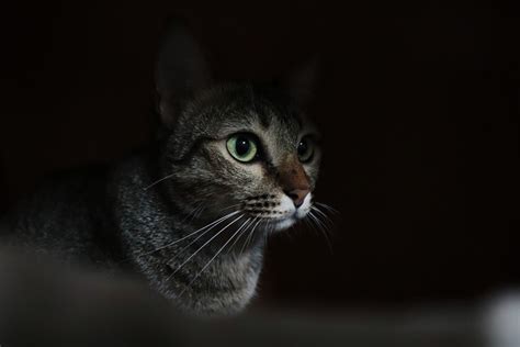 7 Reasons Why Your Cat is Meowing at Night » Petsoid