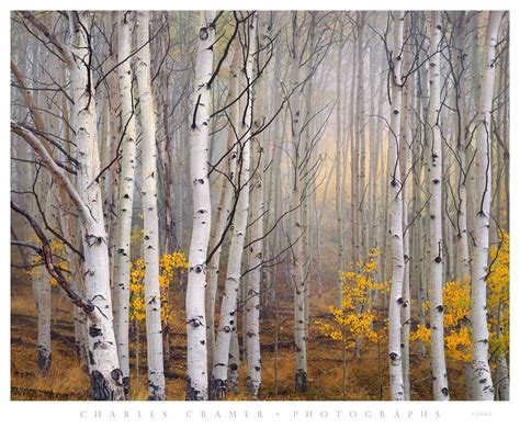 Aspen in Fog, Boulder Mountain, Utah - Photographs by Charles Cramer