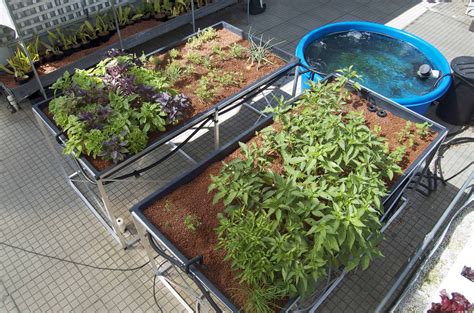 Strawberries growing in a hydroponic system at the University of ...