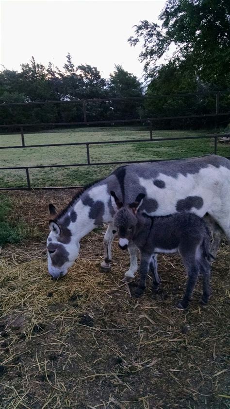 Pin by Jane Haffner on home | Animals, Goats