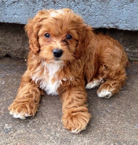 Murphy the cockapoo! | Poodle mix puppies, Puppies, Baby animals