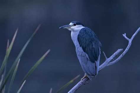 How to Identify and Observe Nocturnal Birds