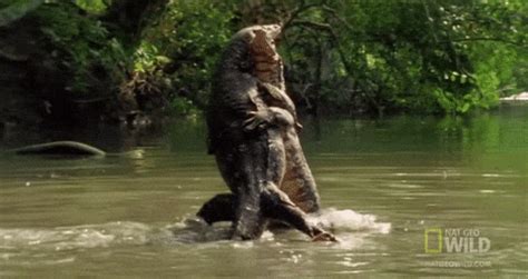 Alligator Fight GIFs - Get the best GIF on GIPHY