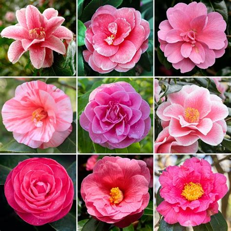 Pink Potted Camellia | Garden Shrubs for Sale | Free UK Delivery Over £50