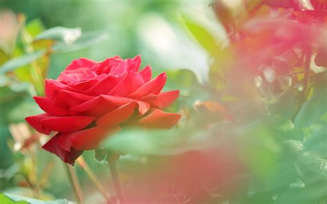 Rose Screensavers Wallpaper (46+ images)