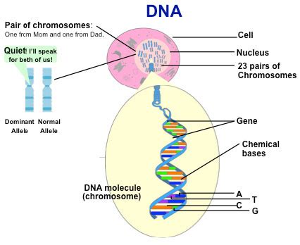 CISN - Cancer Research - Genetic Structure - pg.7