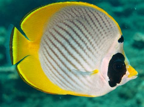 Panda Butterflyfish - Chaetodon adiergastos - Butterflyfishes ...