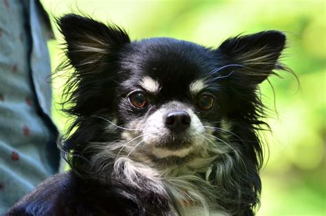 The Good and Not-So-Good Traits of Chihuahua Terrier Mix Breeds - The Pet Town