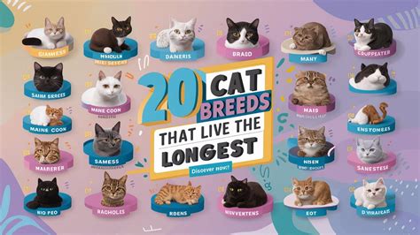 Top 20 Cat Breeds That Live The Longest | Pets Caring Hub - YouTube