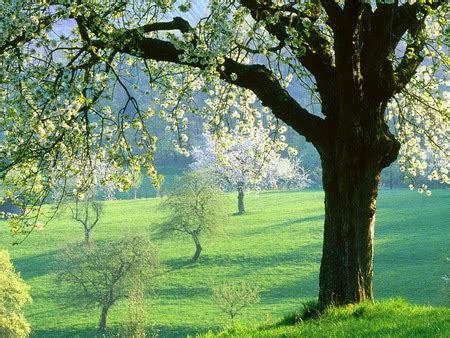 April morn - Other & Nature Background Wallpapers on Desktop Nexus ...