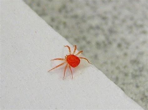 4K: Smallest spider in the world - YouTube