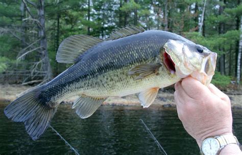 18 Best Largemouth Bass Fishing Lakes in Missouri - Best Fishing in America