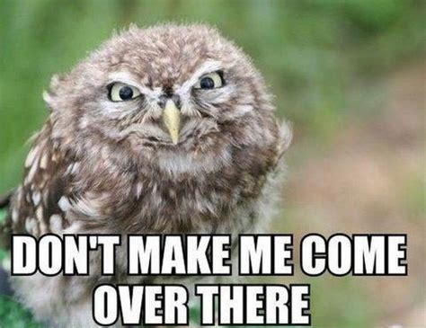 Owl Memes - Gallery | eBaum's World