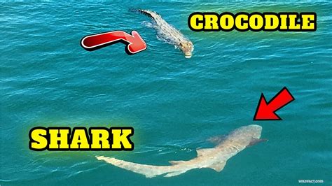 Great White Shark VS. Saltwater Crocodile 🦈🐊 Who Would Win 🔥 Animal Face-Off - YouTube