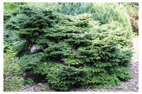 Birds Nest Spruce - Picea Abies Nidiformis